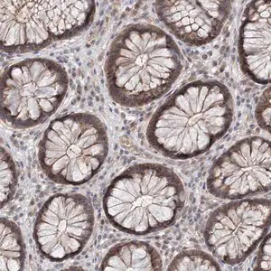 Merck Anti-AP3B1 antibody produced in rabbit