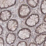 Merck Anti-AP3B1 antibody produced in rabbit