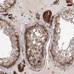 Merck Anti-LRRC56 antibody produced in rabbit