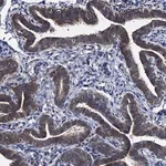 Merck Anti-EYA4 antibody produced in rabbit