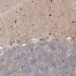 Merck Anti-PHYHIPL antibody produced in rabbit