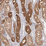 Merck Anti-PNISR antibody produced in rabbit