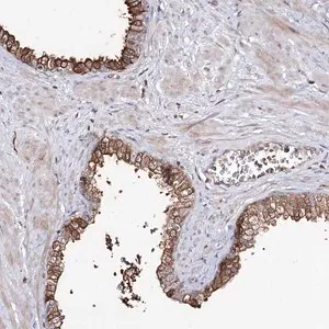 Merck Anti-RRP9 antibody produced in rabbit