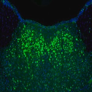 Merck Anti-NAGLU antibody produced in rabbit