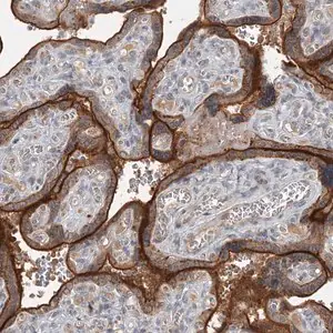 Merck Anti-SLC39A8 antibody produced in rabbit