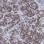 Merck Anti-BRINP1 antibody produced in rabbit