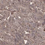 Merck Anti-GRIP1 antibody produced in rabbit