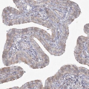 Merck Anti-ZC3H6 antibody produced in rabbit