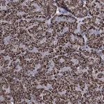 Merck Anti-C5orf42 antibody produced in rabbit