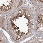 Merck Anti-FAM13B antibody produced in rabbit