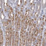 Merck Anti-CNTLN antibody produced in rabbit
