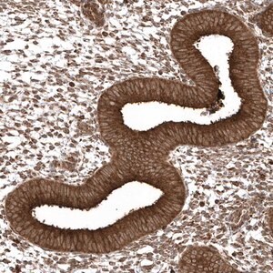 Merck Anti-EPC2 antibody produced in rabbit