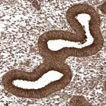 Merck Anti-EPC2 antibody produced in rabbit