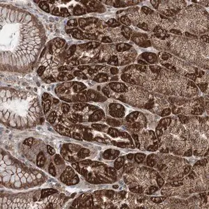 Merck Anti-TTC37 antibody produced in rabbit