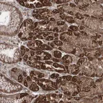 Merck Anti-TTC37 antibody produced in rabbit