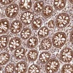 Merck Anti-DNA2 antibody produced in rabbit