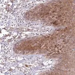 Merck Anti-BPIFC antibody produced in rabbit