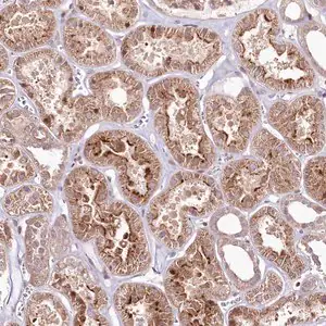 Merck Anti-PHLDB1 antibody produced in rabbit