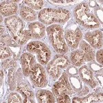 Merck Anti-PHLDB1 antibody produced in rabbit