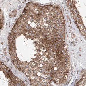 Merck Anti-C12orf4 antibody produced in rabbit