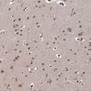 Merck Anti-ZCCHC24 antibody produced in rabbit