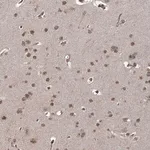 Merck Anti-ZCCHC24 antibody produced in rabbit