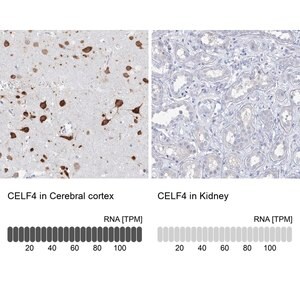 Merck Anti-CELF4 antibody produced in rabbit