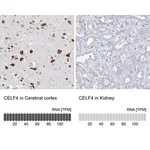Merck Anti-CELF4 antibody produced in rabbit