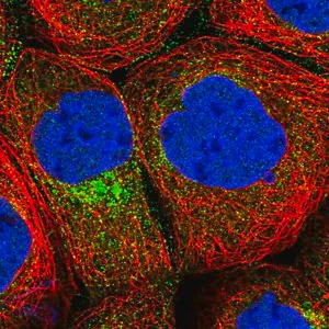 Merck Anti-CPEB4 antibody produced in rabbit