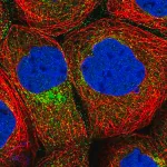 Merck Anti-CPEB4 antibody produced in rabbit