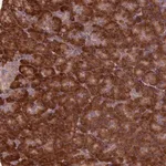 Merck Anti-TBC1D19 antibody produced in rabbit
