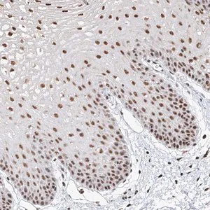 Merck Anti-GPALPP1 antibody produced in rabbit