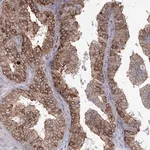 Merck Anti-NHLRC2 antibody produced in rabbit