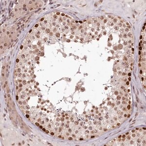 Merck Anti-THYN1 antibody produced in rabbit