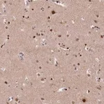 Merck Anti-MCF2L2 antibody produced in rabbit