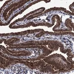 Merck Anti-EYA4 antibody produced in rabbit