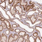Merck Anti-ZNF226 antibody produced in rabbit