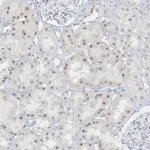Merck Anti-AP000322.53 antibody produced in rabbit