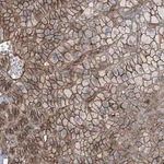 Merck Anti-ZFP90 antibody produced in rabbit