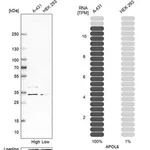 Merck Anti-APOL6 antibody produced in rabbit