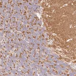 Merck Anti-SYNGR1 antibody produced in rabbit