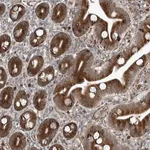 Merck Anti-ZNF7 antibody produced in rabbit