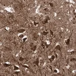 Merck Anti-USP48 antibody produced in rabbit
