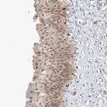 Merck Anti-NCOA7 antibody produced in rabbit