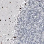 Merck Anti-PRDM6 antibody produced in rabbit
