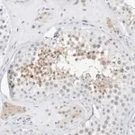 Merck Anti-ARHGAP28 antibody produced in rabbit