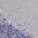 Merck Anti-PLXNA4 antibody produced in rabbit