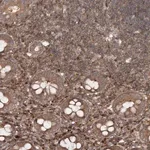 Merck Anti-MDFIC antibody produced in rabbit
