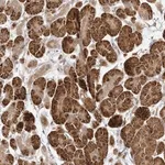 Merck Anti-C2CD2 antibody produced in rabbit