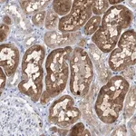 Merck Anti-SH3YL1 antibody produced in rabbit